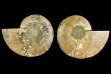 Agatized Ammonite Fossil - Madagascar #139737-1